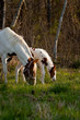 New Foal