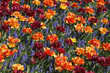 Tulpenbeet mit Gefüllten Tulpen und Traubenhyazinthen