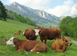 troupeau de vaches - chartreuse troupeau de vaches - chartreuse