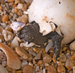 Baby soft-shell turtle