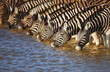 Zebras drinking Zebras drinking