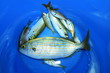 Fish, poissons