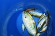 poissons du bassin méditérranéen, la saupe