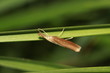 Zünsler - Agriphila tristella