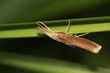 Zünsler - Agriphila tristella