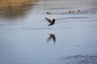 Photo: Ave sobre el lago - Sudafrica Ave sobre el lago - Sudafrica