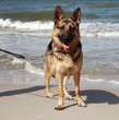 german sheepdog portrait over sea background german sheepdog portrait over sea background