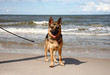 German shepherd on a beach German shepherd on a beach