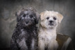 A Pair of Puppies