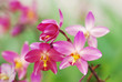 Foto: light pink beautiful orchid light pink beautiful orchid