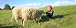 Boy and sheeps
