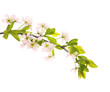 light pink cherry-tree flowers