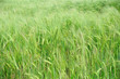 natur, weizen, ernte