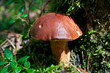 pilz, natur