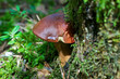 pilz, natur
