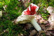 pilz, natur