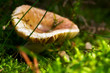 pilz, natur