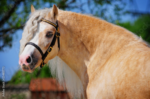 Photo: welsh pony welsh pony