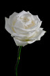 weiße Rose