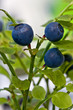Detail of blueberry