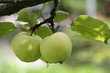 Detail of two green apples