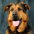 Chien