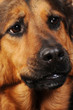 Chien