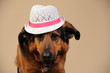 Chien