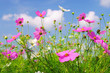 Cosmea 13