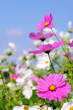 Cosmea 15
