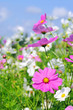Cosmea 16
