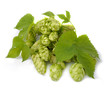 Hop plant (Humulus lupulus)