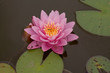 Pink water lily