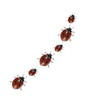 Many ladybugs on the white.
