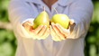 A woman's hands full of pears in sun light