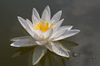 White water lily