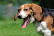 Frecher Hund