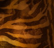 tiger fur vintage of style tiger fur vintage of style
