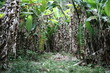 bananeiras