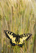 Eastern Festoon Butterfly