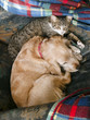 Perra y gata durmiendo juntas Perra y gata durmiendo juntas