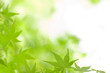 Green aroma