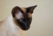Siam Cat Siam Cat