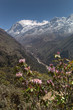 rhododendron
