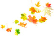 Falling Maple Leaves isolated on white