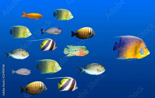 Photo: Leadership concept - big fish leading school of tropical fishes Leadership concept - big fish leading school of tropical fishes