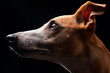Male whippet head in profile