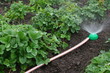 Watering of strawberry seedbeds with a sprayer