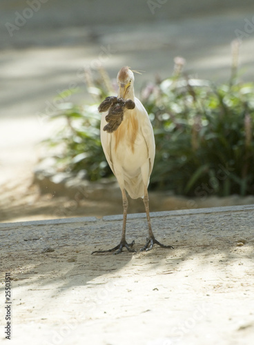 Foto: Bird eatin a sparrow Bird eatin a sparrow