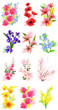 Vector set de flori diferite realiste
